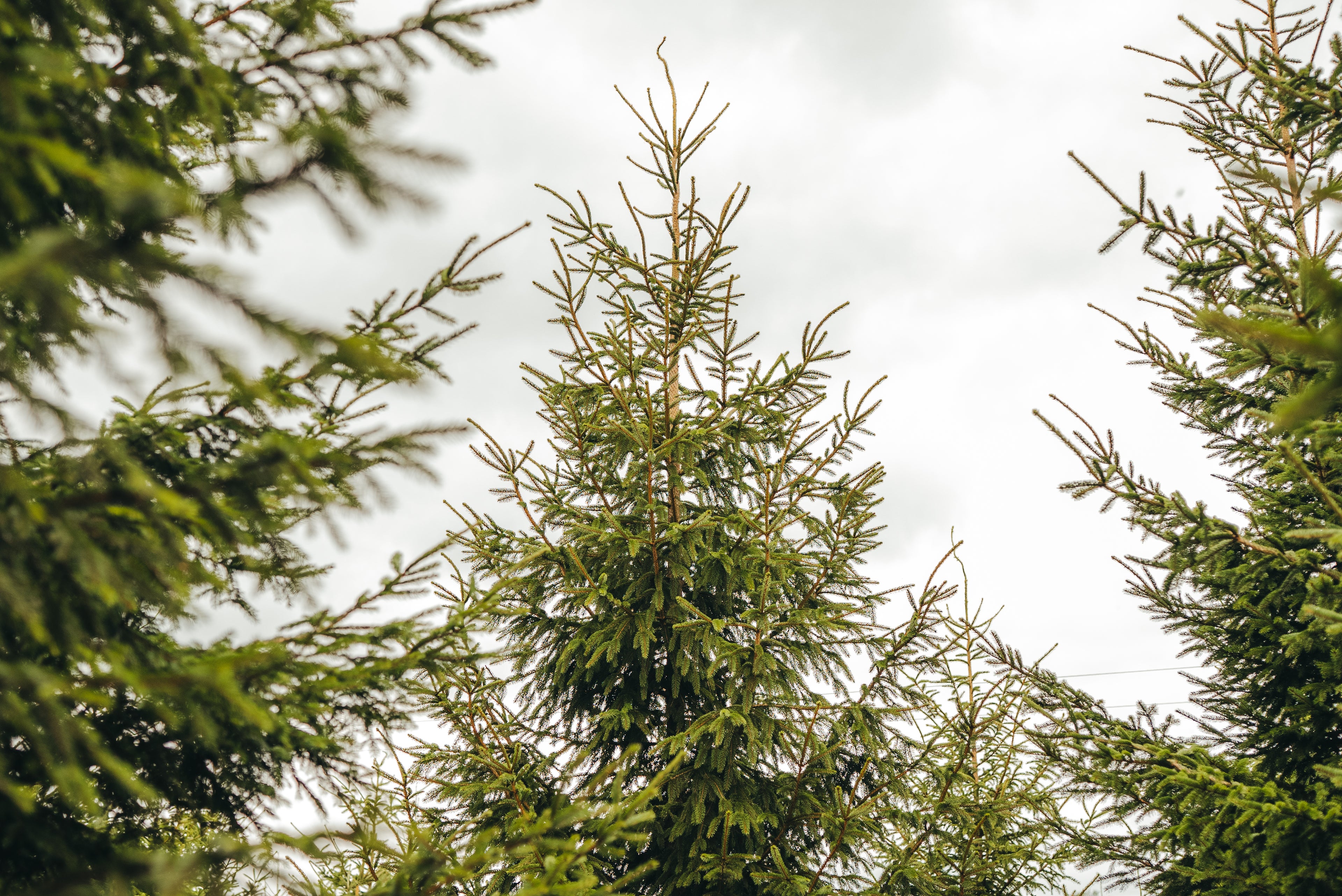 Pine forest view trees